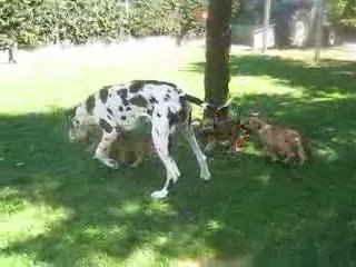 Djézabel des Varennes Mystiques et les bébés terriers