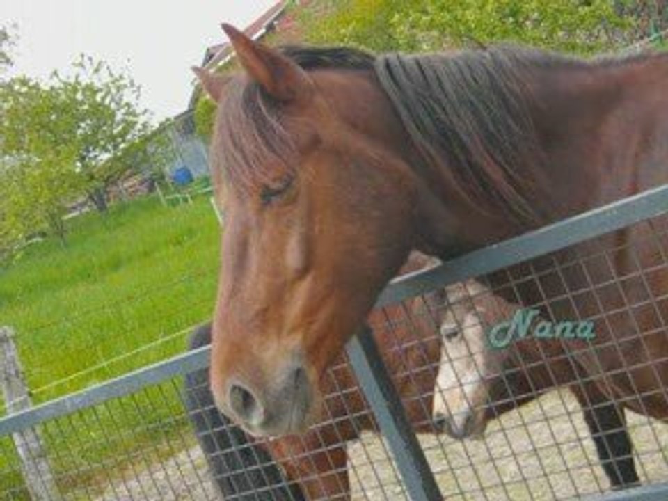 La cavalerie en entier