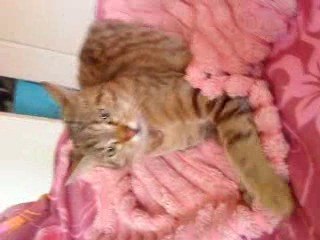 Pas contente la minette