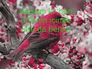 SEYFETTİN SUCU-VER BENİM GONCA GÜLÜMÜ