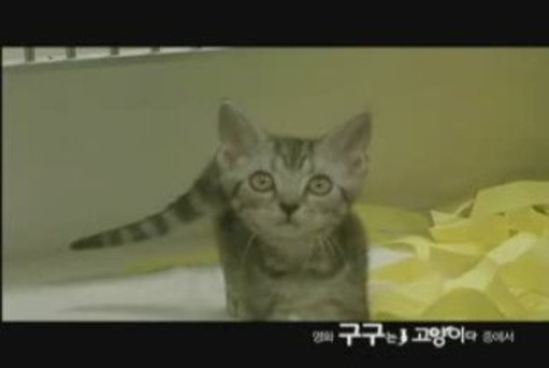 Goo Goo The Cat Korean MV