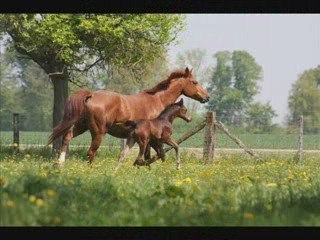Samba, here i am. montage Photo