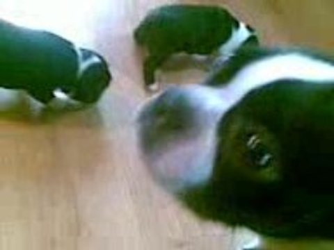Boston Terriers