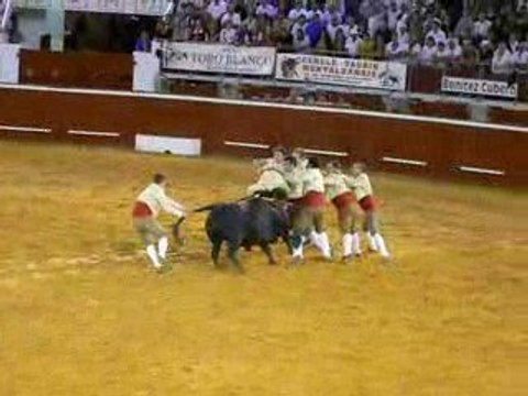 Madeleine09 - Forcados (Corrida Portugaise)