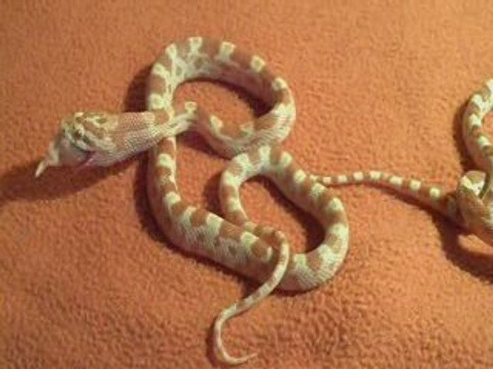Pantherophis Guttatus Albinos Juvéniles [2009]
