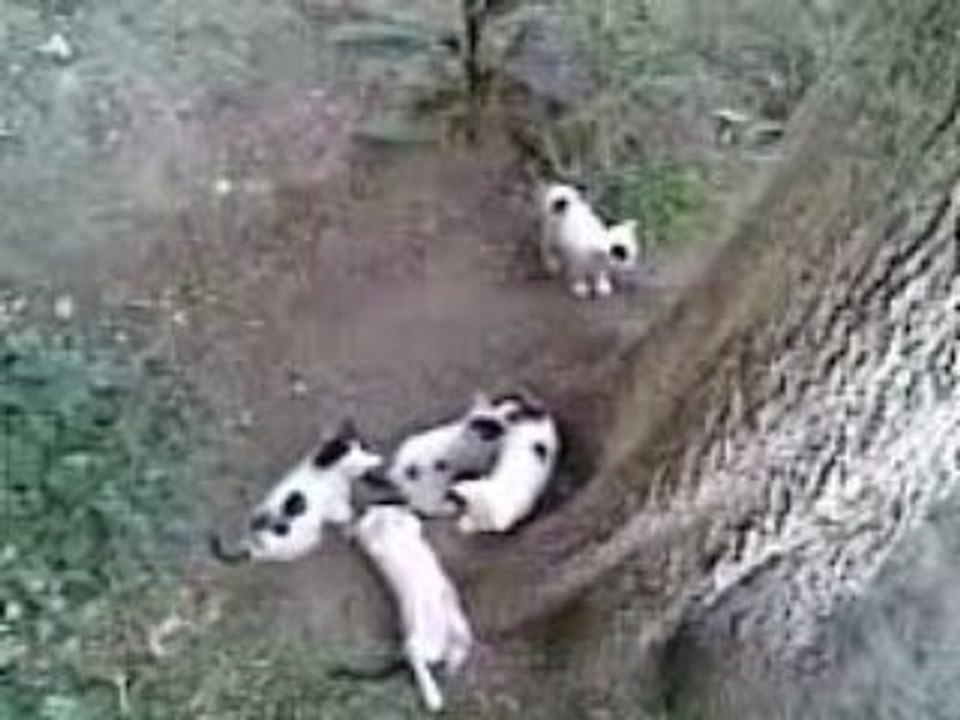 kedi yavruları büyüdü şimdi oynuyorlar