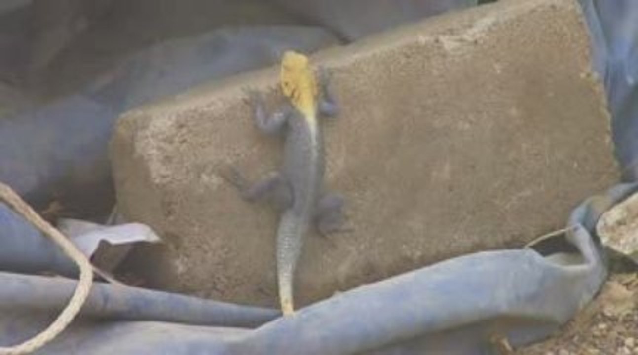 Lézard