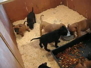 Ma petite Staff Kayla avec ses frères et soeurs à 46 jours