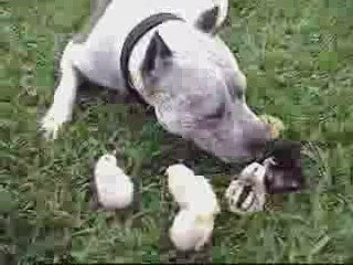 Pitbull cane feroce???