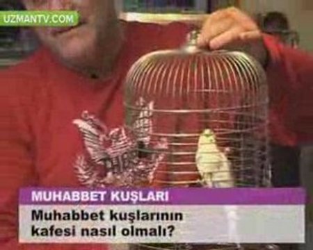 muhabbet kuşu, muhabbet kuşları, hakkında her şey