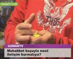 muhabbet kuşu, muhabbet kuşları, hakkında her şey