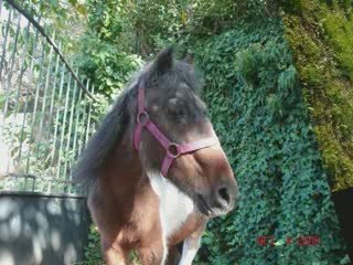 Hommage vieux cheval