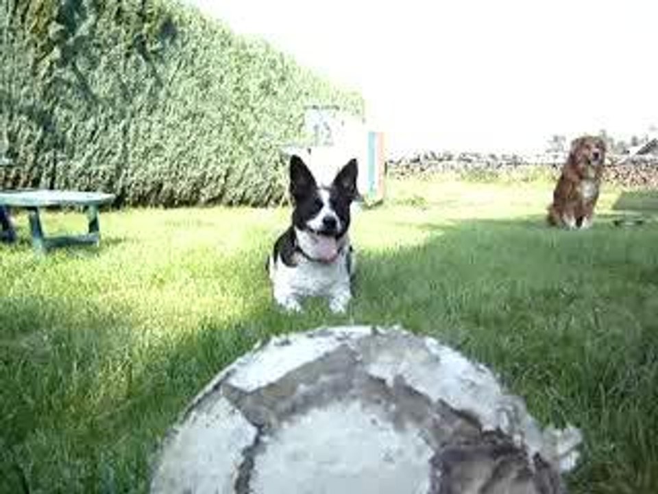 le chien du forain 1/1