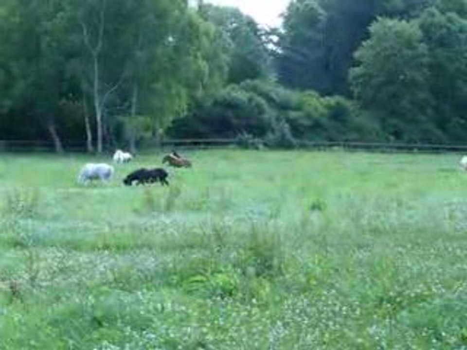 pOneYs2009-2