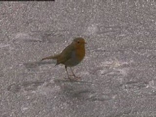 City birds 'get up late'