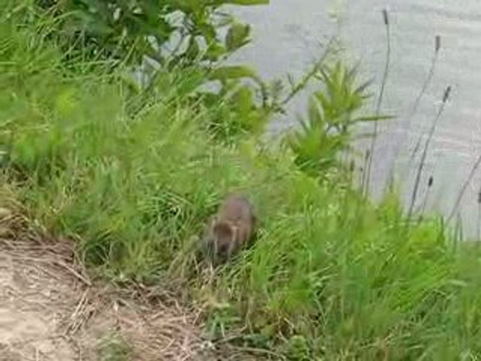 le petit rat des champs