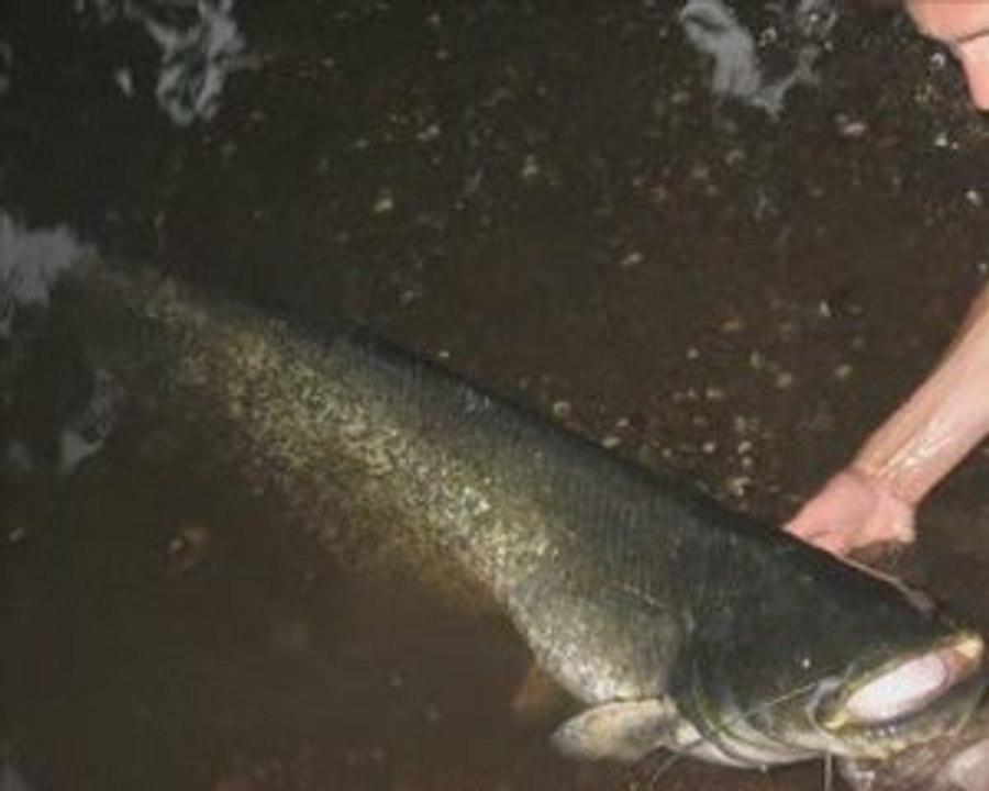 Silure départ en direct au vif