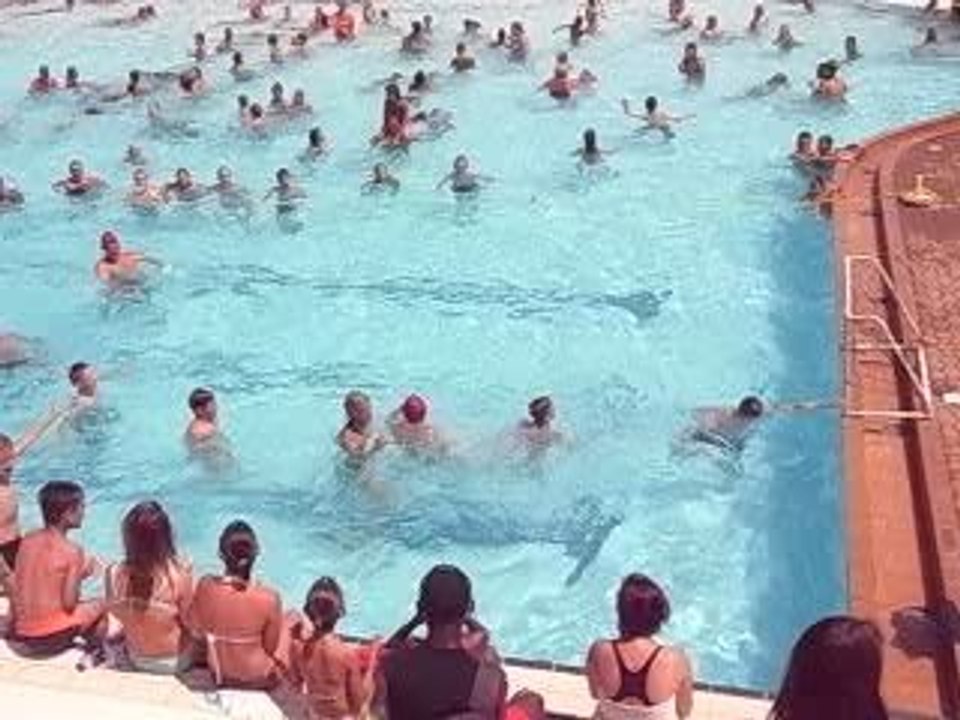 Piscine Camping Les Marsouins Argeles Juillet 09