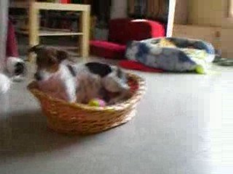 Les colliers sont arrivés hihi! Ca s'gratte, ça s'gratte !