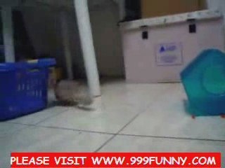 kitty and rat playing together super funny and  extremely do