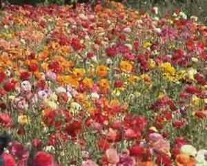 Carqueiranne, fleurs coupées et restanques