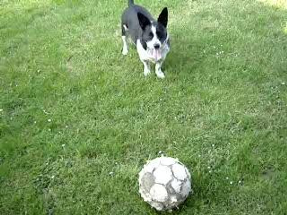 le chien de forain 1/2