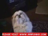 Funny Animals - Comedy Clip - Dog Cat etc