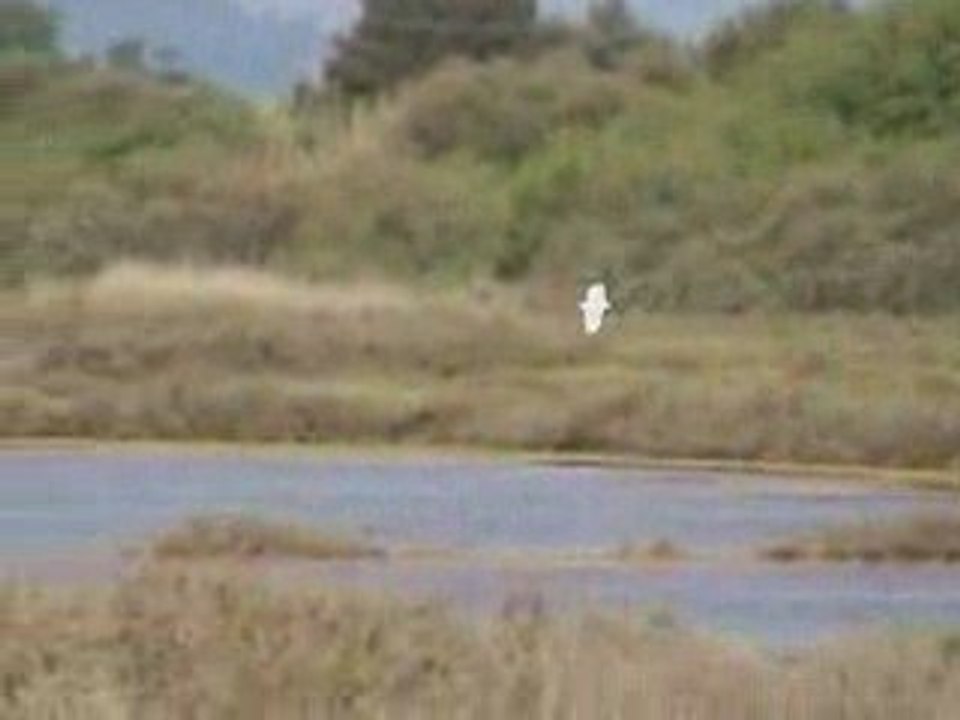 Oiseaux au vieux salins