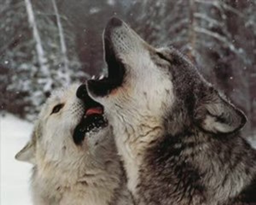 hurlement de loups