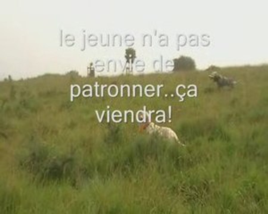 Cailles au Pays Basque