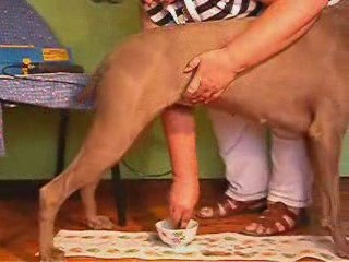 Pregnancy Detector for dogs, Breeding Your Dog