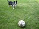 le chien du forain 1/3