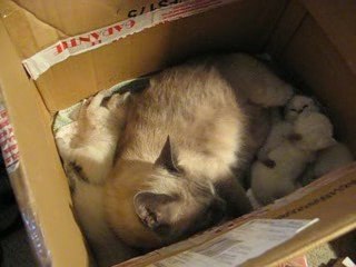 Chatons rouainette 22 juillet 2009