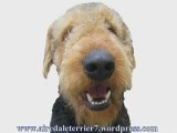 Airedale Puppies - Airedale Terrier Puppies