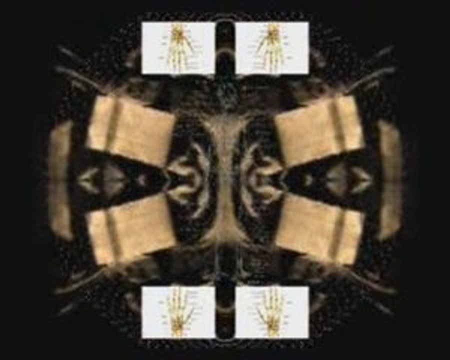 Hidden anatomy lesson by Diablos