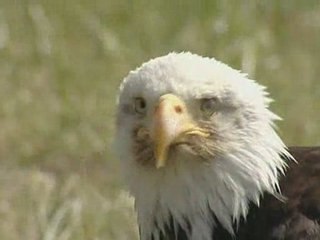 Un aigle survole la Manche