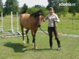 Szkolenie koni metodą naturalną