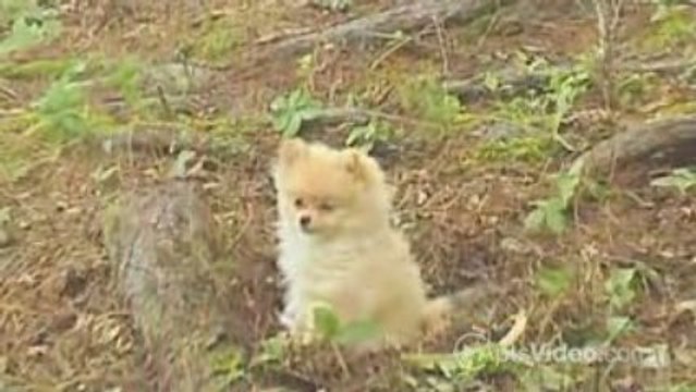 ForRent.com The Woods Apartments in Ambler, PA