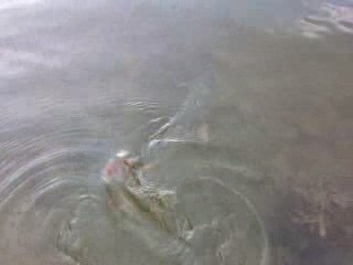 no kill joli brochet