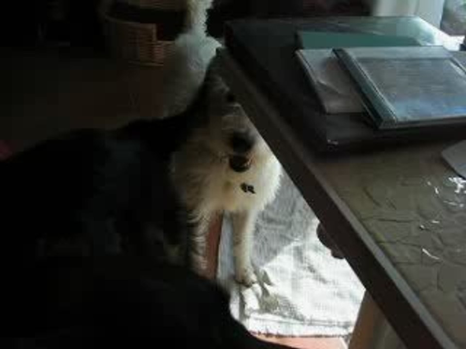 Balto et Daisy