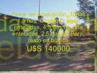 Finca de viñedos y frutales San Rafael, Mendoza, Argentina