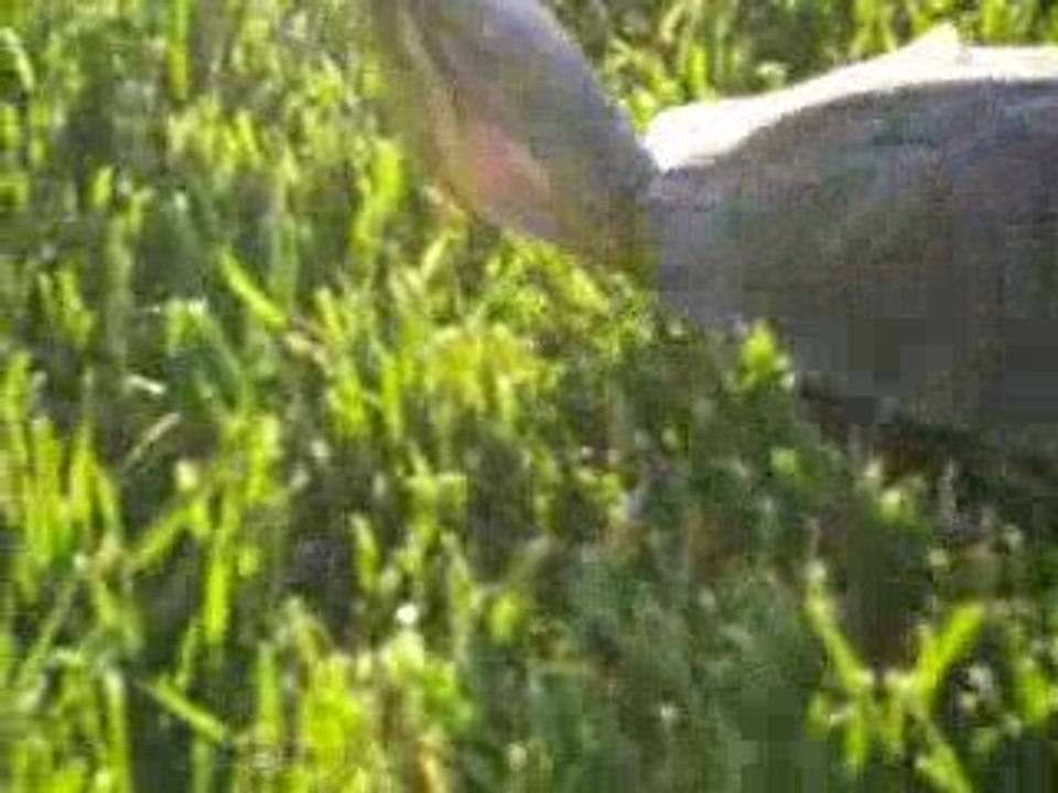 Red eared slider turtle