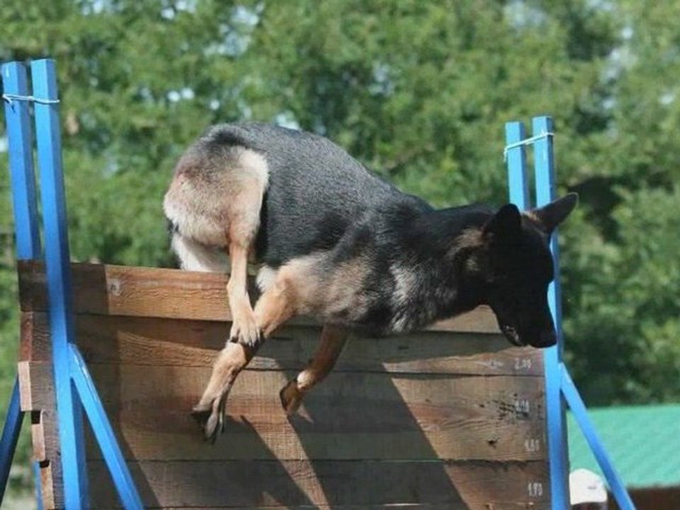 Peujard 2009 - Les échelons 2