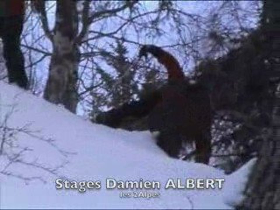 stages ski freeride Damien Albert 2008 / 2009