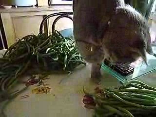 LIBELLULE JOUE AVEC LES HARICOTS VERTS