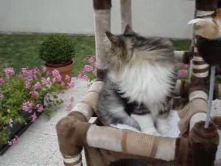 nettoyage de l'arbre à chat