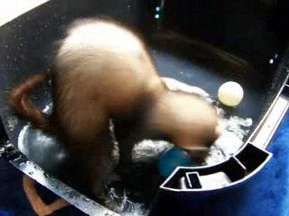 Fripouille et l'eau