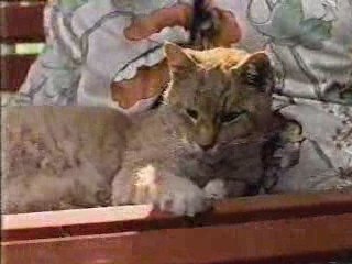 Tender Vittles