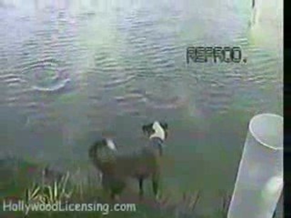 Fishing Dog