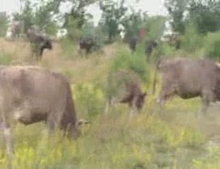 Kapaklı Köyü İnekler